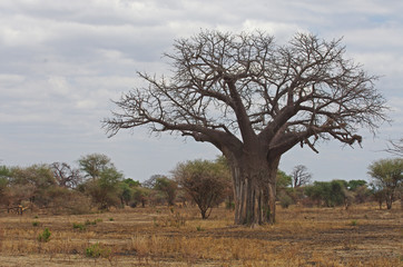 Fototapeta na wymiar Baobab dans la savane Africaine