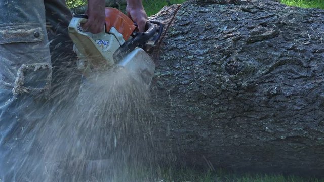 Lumberjack felling tree with chainsaw