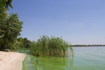 Water pollution, ecology. blooming pond.