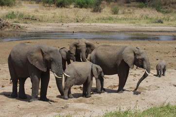 Une famille d'éléphants boivent au bord d'une rivière