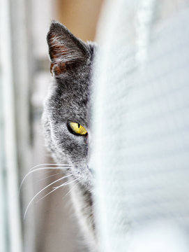 кошка