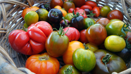 Panier de tomates anciennes