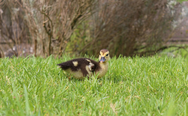 Small chick duck outdoor on green grass