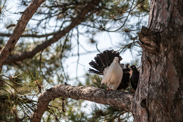 Pigeons on the branch of a pine