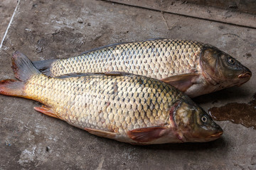 Two carp has just caught on a fishing trip