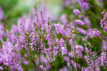 forest heather flowers and blossoms in spring