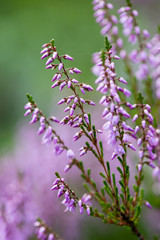 Fototapeta premium forest heather flowers and blossoms in spring