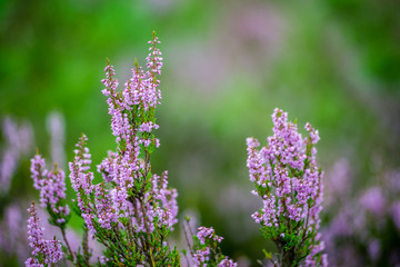 forest heather flowers and blossoms in spring