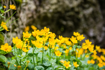 forest flowers and blossoms in spring