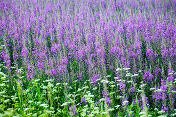 Fototapeta premium violet forest flowers and blossoms in spring