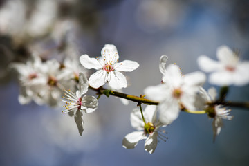 apple tree blossoms in spring