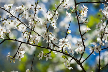 apple tree blossoms in spring