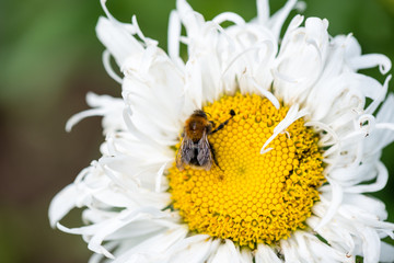 forest flowers and blossoms in spring