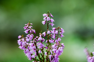 forest heather flowers and blossoms in spring