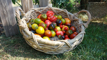 Panier de tomates anciennes