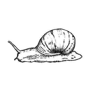Snail. Vintage black and white hand drawn vector illustration