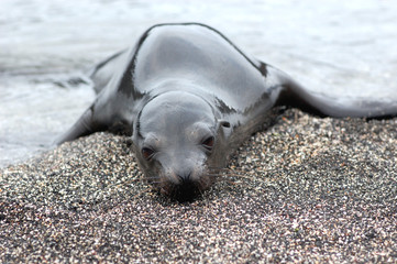 lonely sea lion pup on Galapagos beach