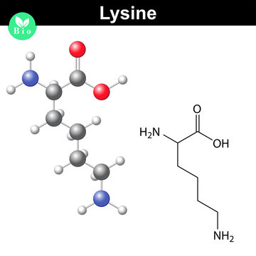 Lysine proteinogenic essential amino acid