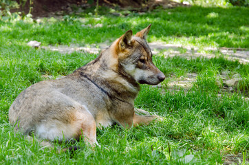 Fototapeta premium Loup dans les Alpes