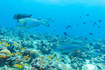 Fototapeta na wymiar School of Fish near Coral Reef, Maldives