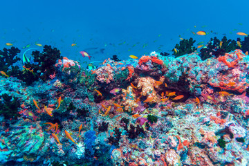 Obraz na płótnie Canvas School of Fish near Coral Reef, Maldives