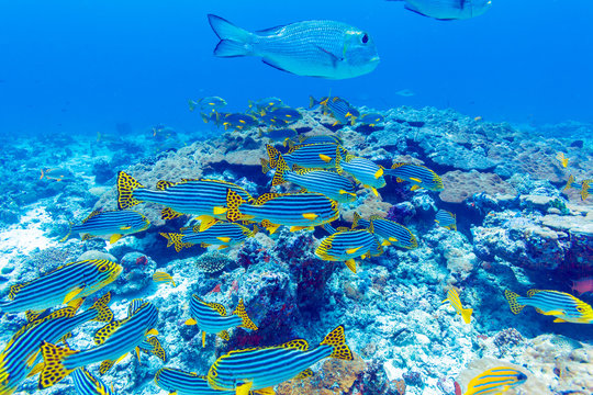 School Of Fish Near Coral Reef, Maldives