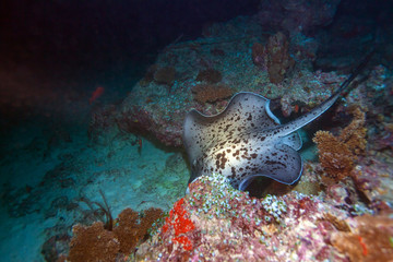 The blotched fantail ray (Taeniura meyeni), Maldives