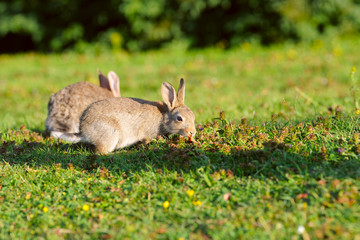 Naklejka na ściany i meble two rabbits on green grass