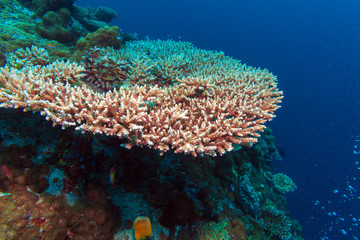 Underwater Landscape with Hundreds of Fishes