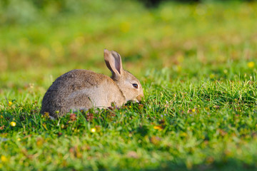 little rabbit on green grass