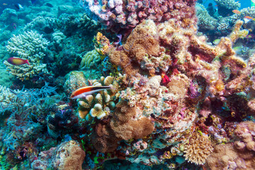 Underwater Landscape with Hundreds of Fishes