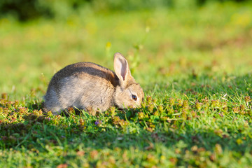 little rabbit on green grass
