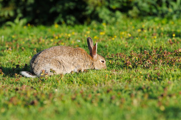 little rabbit on green grass