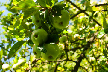 Apple orchard