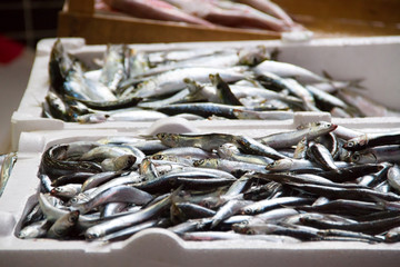 Fish Market Sardines - 120344230