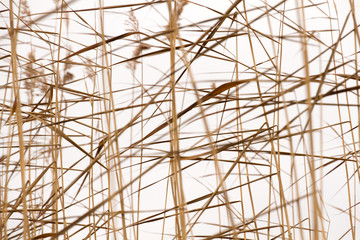 Dry reeds pattern