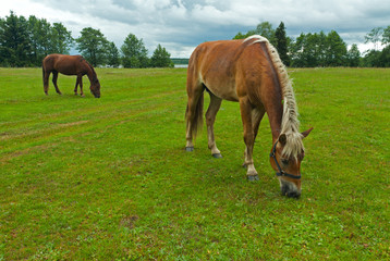 Obraz na płótnie Canvas Horses grazing meadow