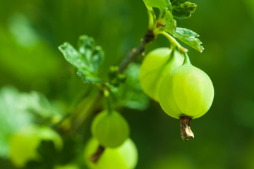 Green gooseberries