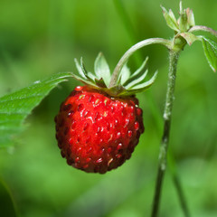 Wild strawberry closeup