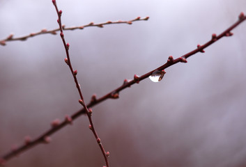 Tree branches rain