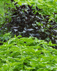 Basil background