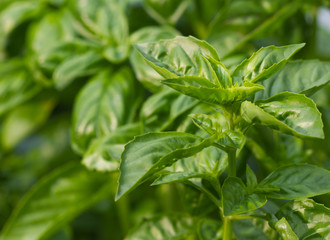 Basil closeup