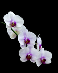 Fototapeta na wymiar White orchid isolated