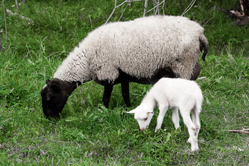 Sheep  lamb