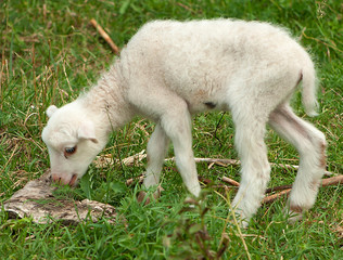 Fototapeta premium Lamb