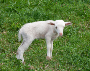 Obraz premium White lamb
