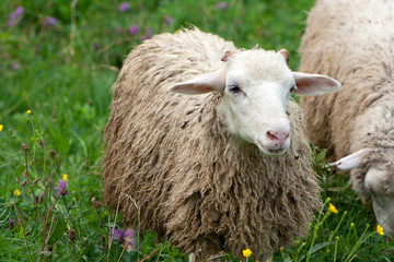 Fototapeta premium White sheeps ewes