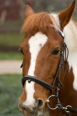 Obraz premium Horse bridle