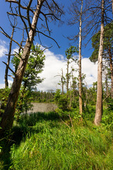 Obraz premium slowinski landscape