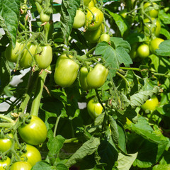 Green tomatoes garden